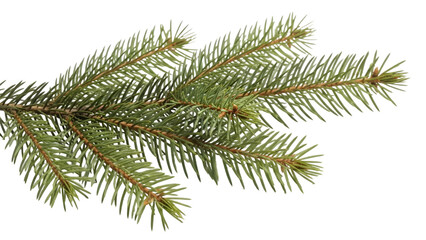 Close up of a spruce tree branch with green needles on black background