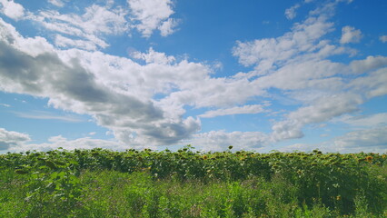 Obraz premium A Stunningly Beautiful Sunflower Field Found Under a Bright Blue Sky on a Gorgeous Sunny Day