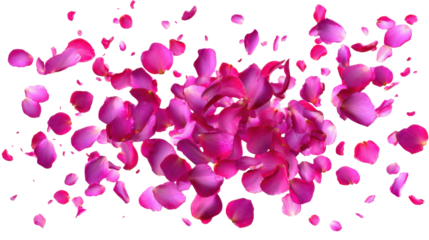 Pink Rose Petals Scattered and Floating Isolated on Black Background flower floral, Isolated, Png Transparent Background