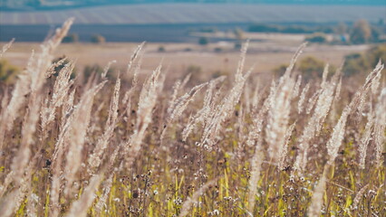 Obraz premium A Stunningly Beautiful Golden Field of Lush Grass Stretching Out Beneath a Bright and Clear Blue Sky