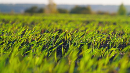 A Stunningly Vibrant Green Grass Field Bathed in the Soft Glow of Early Morning Sunshine