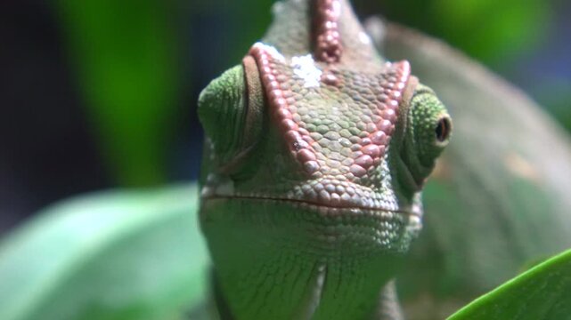 Closeup of Veiled Chameleon Moving both Eyes. 4K. Rotating Eyes.