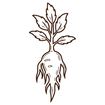 Illustration of a simple root vegetable with green leaves perfect for gardening and cooking illustrations