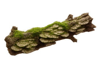 Decomposing log with green moss and shelf fungi, symbolizing nature's cycle and forest ecosystem on transparent background