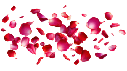 Red Rose Petals Falling and Floating on a Black Background pink, Isolated, Png Transparent Background
