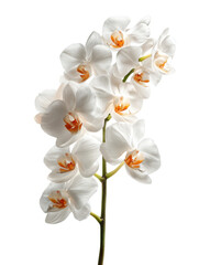 Obraz premium Elegant White Orchid Flower Branch with Orange Centers on Black Background bloom blossom, Isolated, Png Transparent Background