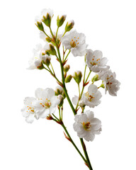 Fototapeta premium Delicate White Cherry Blossom Branch with Water Droplets on Black Background white flowers blooming, Isolated, Png Transparent Background