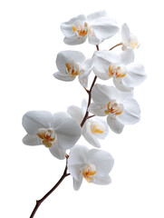 Fototapeta premium White Orchid Phalaenopsis Flowers on a Stem Isolated on a Black Background bloom floral, Isolated, Png Transparent Background