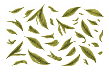 Green tea leaves falling, natural herbal beverage ingredients, healthy drink concept, transparent background