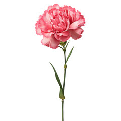 Obraz premium Single Pink Carnation Flower with Green Stem and Leaves on Black Background bloom blossom, Isolated, Png Transparent Background