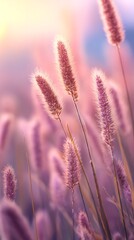 PinkPurple Foxtails Gras Field Soft Focus Evening Light Nature