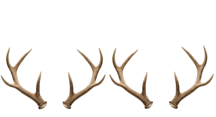 four weathered pairs of realistic brown deer antlers, varying size, linearly displayed on a transparent infinity background with hard studio light, concept for high-end natural product advertising