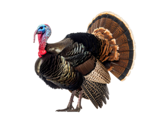 Magnificent turkey with iridescent metallic feathers and a full fanned tail.