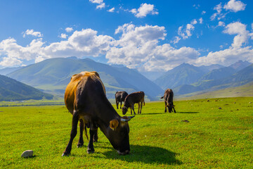 Five cows peacefully graze in lush grassy field surrounded by mountains. Clear sky and gentle clouds create tranquil atmosphere during daytime.