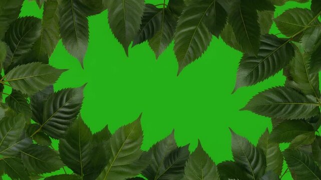 &ldquo;Dark green leaf border framing bright green center background for nature-themed design or presentation&rdquo;