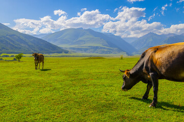 Two cows calmly graze in a vast green field surrounded by rolling hills and mountains in Kyrgyzstan. Clear blue sky with white clouds adds to the tranquil rural landscape. © lucky pics