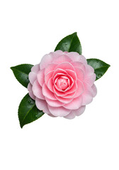 extreme macro close-up of a pristine, fully bloomed blush pink camellia japonica flower with dewy green leaves, isolated on a white background, high-end advertising concept of natural elegance