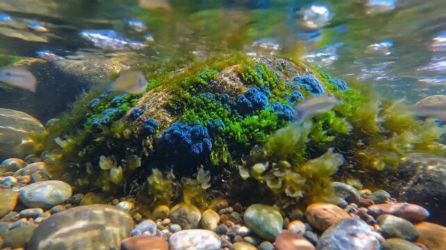 Vibrant algae paints intricate blue and green patterns on submerged rocks in a flowing underwater environment