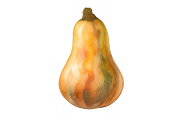 Butternut squash watercolor painting, autumn gourd vegetable for healthy eating background ingredient