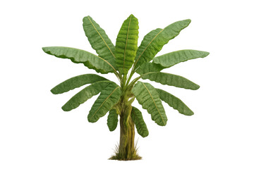 Banana tree plant with green leaves and tropical foliage, standing isolated on transparent background