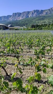 WINE PARK, MRIYA, YALTA - 07 MAY 2024: Scenic view to stunning valley with luxury modern hotel surrounded by vineyards. Mriya Hotel garden is a popular tourist place for recreation walking. Editorial