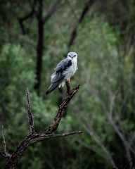 Obraz premium Black-winged Kite resting on a bare branch with dense green foliage in the background, photographed in the wild bushveld of South Africa. This small raptor is known for its striking red eyes, soft