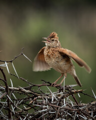 Rufous-naped Lark standing alert on a thorn-covered branch, showcasing its raised crest and rich...