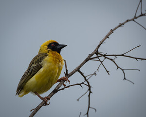 Male Southern Masked Weaver sitting on a bare twig against a pale sky, showing its vivid yellow plumage and distinctive black facial mask. This vibrant bird is known for its intricate nest-building