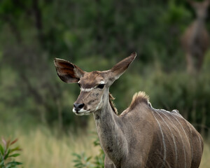 Obraz premium Close-up of a female greater kudu standing alert in the African savanna, with distinctive white stripes and large ears clearly visible. Captured in soft natural light, this wildlife image is ideal for