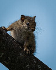 Fototapeta premium Small African tree squirrel perched on an angled tree branch with a clear blue sky in the background. Great for wildlife observation themes, educational nature content, forest ecosystem visuals, and
