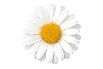 Fototapeta premium Daisy flower with white petals and yellow center blooming, symbolizing purity, innocence, and spring on transparent background