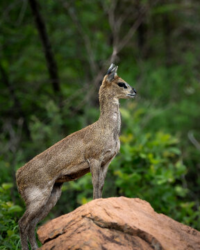 Klipspringer antelope poised on a large rock, surrounded by lush green vegetation in Southern Africa. Known for its sure-footed agility on steep and rocky terrain, this small antelope is a symbol of