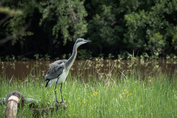 Fototapeta premium Grey heron perched in tall green grass beside a muddy river, with dense forest vegetation in the background. Captured in a calm, natural setting, this image is ideal for use in wildlife documentaries