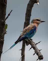 Vibrant lilac breasted roller resting on a bare tree branch against a soft sky background. This colorful African bird features striking blue, turquoise and lilac plumage, making it ideal for use in