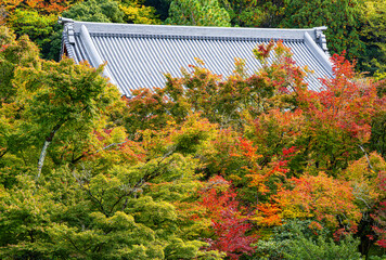 京都、永観堂の秋