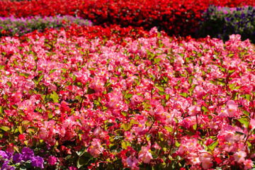 Agriculture, Color Image, Community Garden, Cultivated, Environment