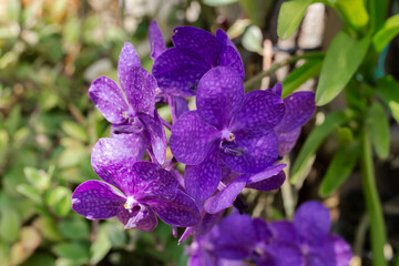 Orchid, Blossom, Garden, Art, Beauty