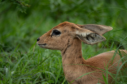 Close-up of a wild duiker lying low in tall green grass, blending into its lush natural habitat. This shy antelope species is often found in forested or bushy areas across sub-Saharan Africa. Perfect