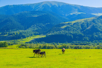Two adult cows and one calf peacefully graze in a lush grassy field in Kyrgyzstan. Rolling hills and mountains create a serene outdoor backdrop under a clear sky. © lucky pics