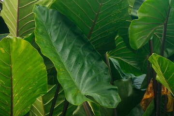 Fresh taro leaves background. Background of the green leaves of elephant ear plant	