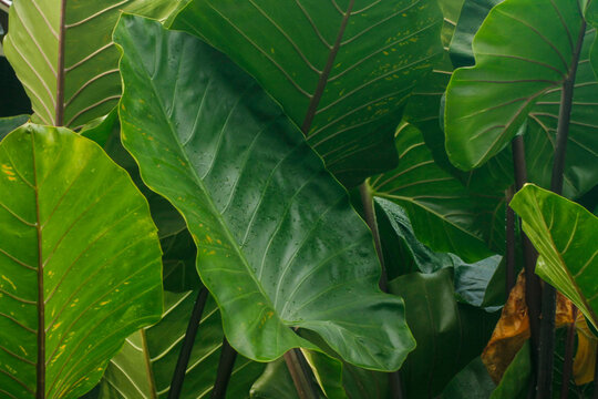 Fresh taro leaves background. Background of the green leaves of elephant ear plant	