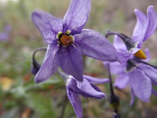 Climbing nightshade, or poisonflower violet flowers. Felonwood blossom.