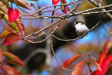 紅葉した森の可憐な野鳥・エナガ