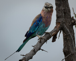 Vibrant lilac breasted roller resting on a bare tree branch against a soft sky background. This...