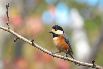紅葉した森の可愛らしい野鳥・ヤマガラ