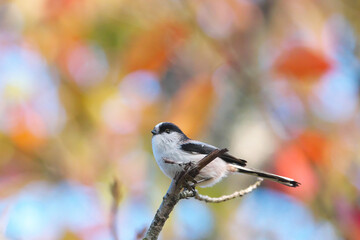 紅葉した森の可憐な野鳥・エナガ