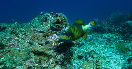 Underwater photography of Giant Titan Trigger fish. Attacking. From a  scuba dive in Thailand.