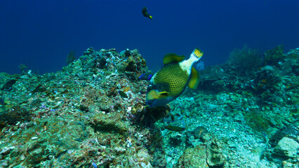 Underwater photography of Giant Titan Trigger fish. Attacking. From a  scuba dive in Thailand.