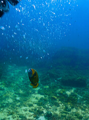 Underwater photography of Giant Titan Trigger fish. Attacking. From a scuba dive in Thailand.