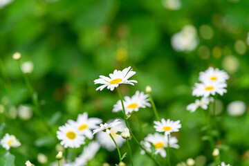 Fototapeta premium Charming Daisies in Full Bloom Nestled Amidst Lush Greenery and Vibrant Natural Surroundings